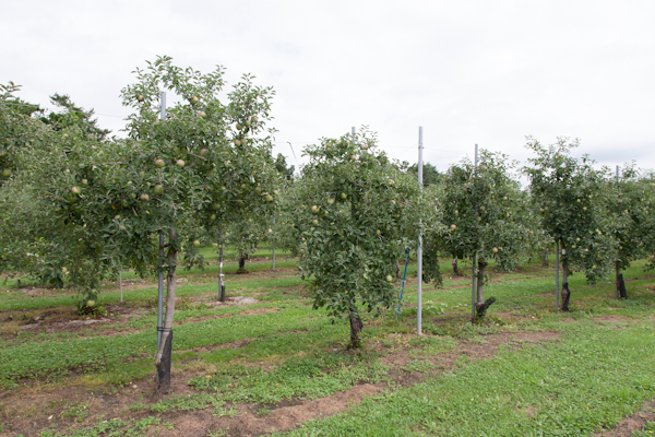 Apfelbäume in Aomiri
